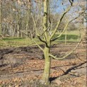Carpinus betulus - 2