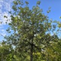 Quercus ilex - 5
