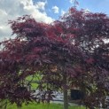 Acer palmatum 'Garnet' - 2