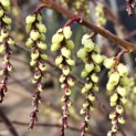 Stachyurus Preacox - 1