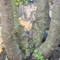 Prunus 'Pandora' - Foto 1