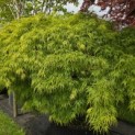 Acer palmatum 'Dissectum' - Foto 5