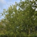 Acer negundo - 1