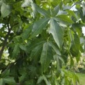 Liquidambar styraciflua 'Palo Alto' - 1