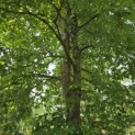 Fagus sylvatica - 2