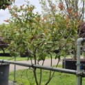 Photinia fraseri 'Red Robin' - 4