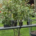 Photinia fraseri 'Red Robin' - 3