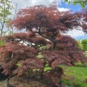 Acer palmatum 'Inaba Shidare' - Foto 7