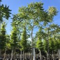 Rhus Typhina - 1