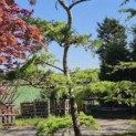 Larix kaempferi - 3