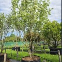 Cornus kousa 'Milky Way' - Foto 2