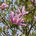 Magnolia 'Susan' - 4