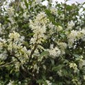 Osmanthus x Burkwoodii - 6