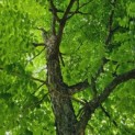 Gymnocladus dioica - Afbeelding 3