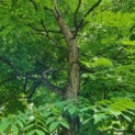 Gymnocladus dioica - Afbeelding 2