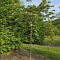 Cornus kousa - 2