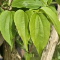 Heptacodium miconioides - 1