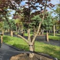 Acer palmatum 'Bloodgood' - Foto 1