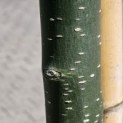 Sophora Japonica 'Pendula' - 1
