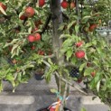 Malus domestica 'Elstar' - 6
