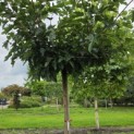 Morus alba 'Macrophylla' - Foto 1