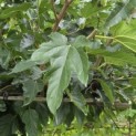 Morus alba 'Macrophylla' - Foto 2