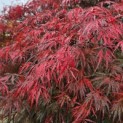 Acer palmatum 'Garnet' - 4