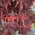 Acer palmatum 'Skeeter's Broom' - 3