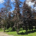 Fagus sylvatica 'Atropunicea' - 1