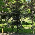Fagus sylvatica 'Riversii' - juni 2024 nr 2111