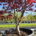 Acer palmatum 'Red Flash' - Foto 4