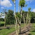 Platanus x Hispanica - 5