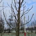 Magnolia 'Lennei' - 2