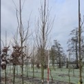 Magnolia 'Lennei' - 350-400 cm