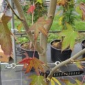 Liquidambar styraciflua op voetstam - Foto 3