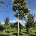 Heptacodium miconioides - 4
