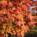 Acer palmatum - Foto 1