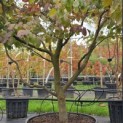 Parrotia persica - Foto 1