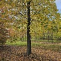 Liquidambar styraciflua - 1