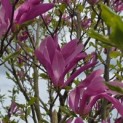 Magnolia 'Susan' - 1