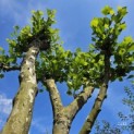 Platanus x Hispanica - 10