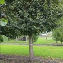 Tilia x europaea - Foto 2