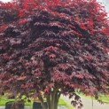 Acer palmatum 'Bloodgood' - 2