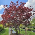 Acer palmatum 'Atropurpureum' - Foto 2