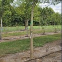 Albizia julibrissin - 1