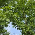 Ginkgo biloba - mei 2026