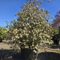 Viburnum 'Pragense' - 2
