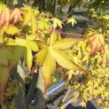 Acer palmatum 'Ueno Yama' - Foto 1