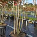 Acer Rubrum 'Brandywine' - 1