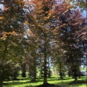 Fagus sylvatica 'Atropunicea' - Foto 1